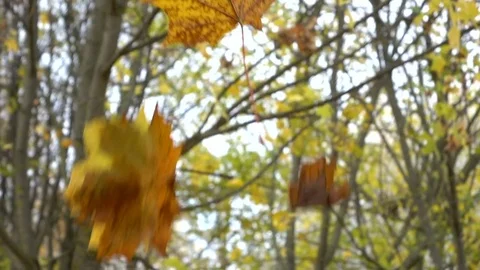 Autumn leaves fall from the trees. Slow motion. Stock Footage 81937861