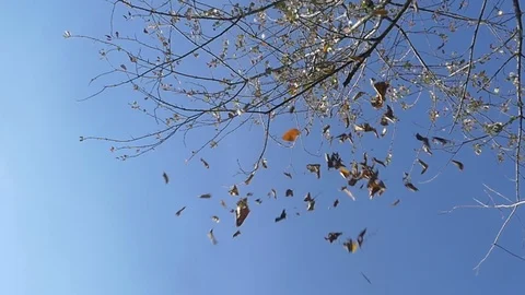 Autumn: leaves fall from the trees in slow motion Vidéo 97044584