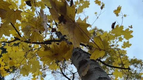 Autumn leaves fall from yellow tree Stock Footage 223869146