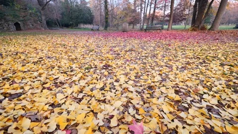 Autumn leaves fallen Stock Footage 223502234