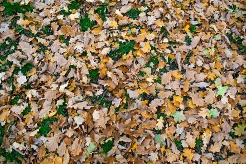 Autumn Leaves fallen on the grass Stock Photos