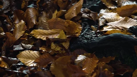 Autumn leaves fallen on the ground. Close-up of leaves. Yellow and orange lea Stock Footage 255345552