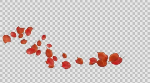 Autumn Leaves Falling 14 Stock Footage 64705155