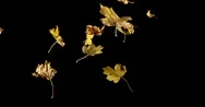 Autumn Leaves Falling Against Black Background, Slow Motion 4K Stock Footage