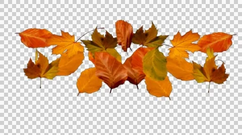 Autumn leaves falling alpha Stock Footage 40958697