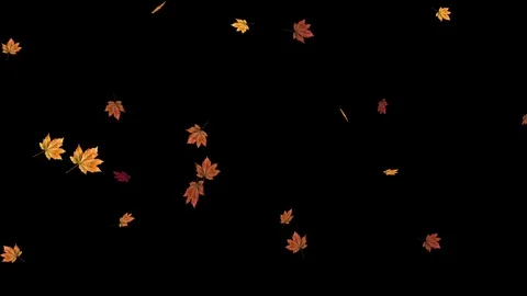 Autumn Leaves Falling on Black Background Seasonal Nature Animation 動画素材 331530482