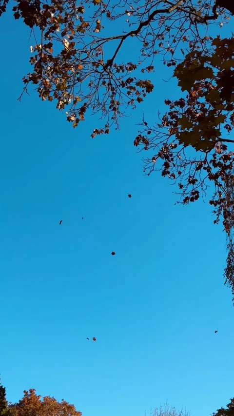 Autumn leaves falling from branches against a vibrant blue sky. Vertical video Stock Footage 294255358