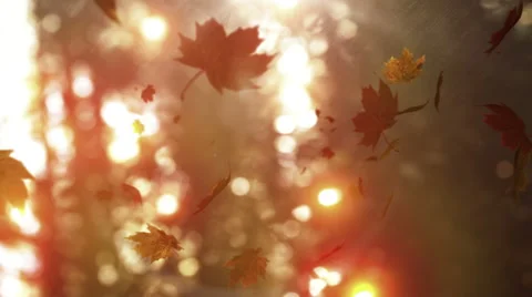 Autumn leaves falling on the camera Stock Footage