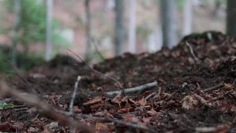 Autumn leaves falling down, forest soil, humus Stock Footage 141591650