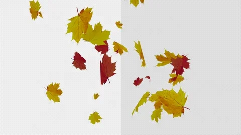 Autumn leaves falling down on loop transparent background Stock Footage 337854041