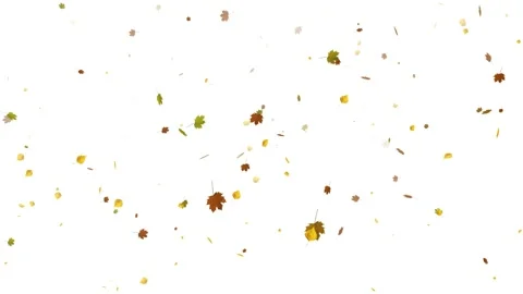 Autumn leaves falling down on white background Stock Footage 231634363