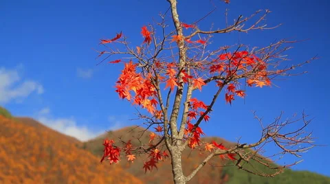 Autumn leaves falling down on the wind. Stock Footage 44211413