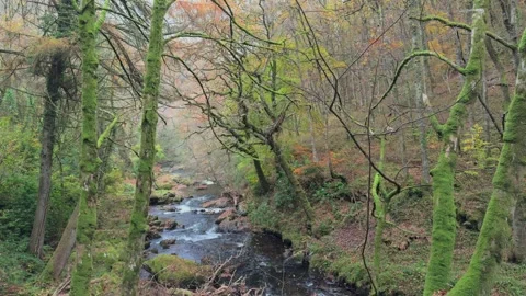 Autumn leaves falling in a Exmoor Beech woodland, Somerset, England, UK Video stock 291708104