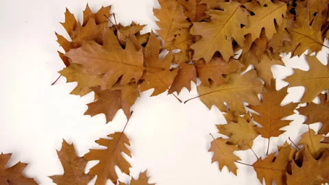 Autumn leaves falling on the floor Video stock 204803073