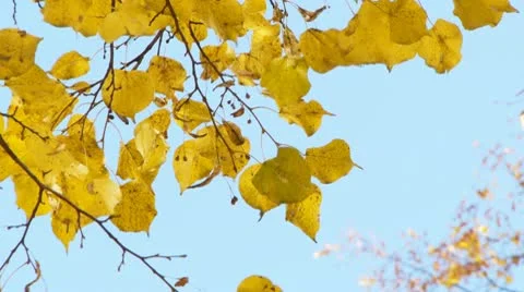 Autumn leaves falling Stock Footage 10699850
