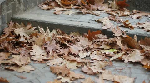 Autumn leaves falling Video stock 12561252