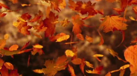 Autumn leaves falling Stock Footage 21694583