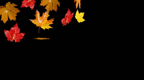 Autumn leaves falling Stock Footage 28836030