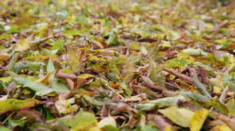 Autumn leaves falling Stock Footage 31869387