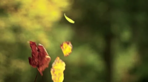 Autumn leaves falling Stock Footage 41798040