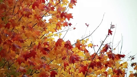 Autumn Leaves Falling Video stock 75826396