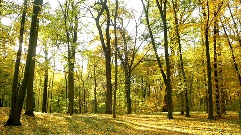 Autumn leaves falling Stock Footage 81330593