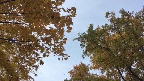 Autumn leaves falling Stock Footage 81917506