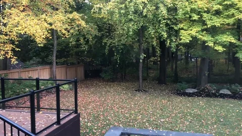 Autumn Leaves Falling Stock Footage 128253479