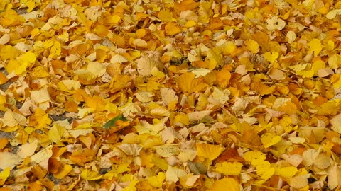 Autumn leaves falling Stock Footage 147096273