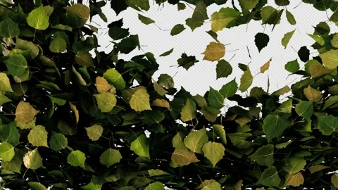 Autumn Leaves Falling Video stock 162605702