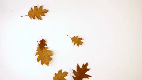 Autumn leaves falling Stock Footage 204806434
