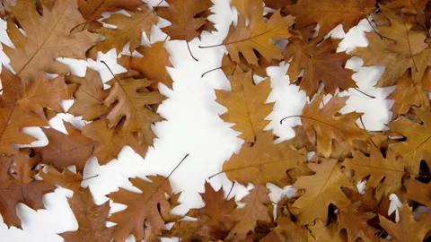 Autumn leaves falling Video stock 204807362