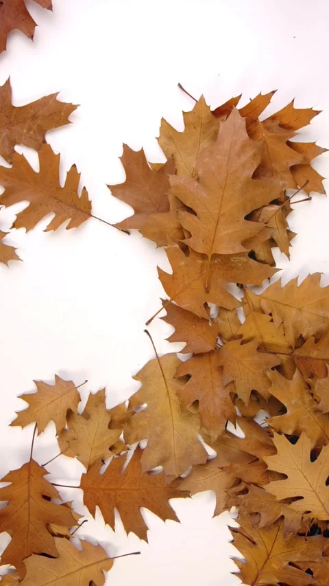 Autumn leaves falling Video stock 204808165
