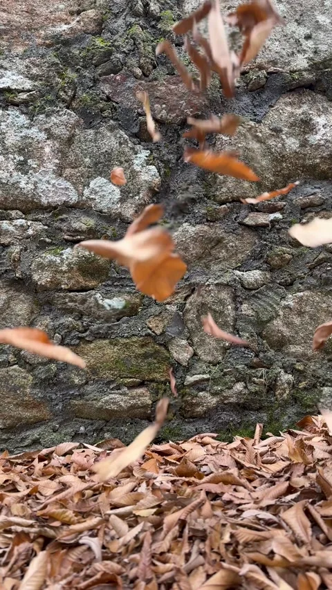 Autumn leaves falling Stock Footage 256714403