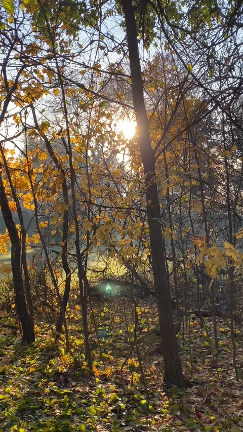 Autumn leaves falling Stock Footage 264155592