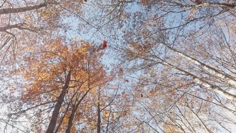 Autumn Leaves Falling in a Forest Canopy Stock Footage 289666817