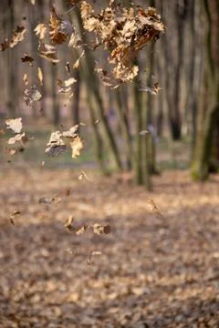 Autumn leaves falling in a forest, capturing the beauty of fall foliage and Stock Photos
