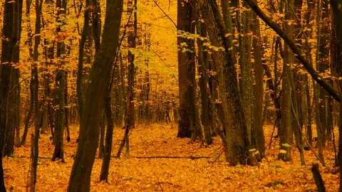 Autumn Leaves Falling in Forest Stock Footage 118841226