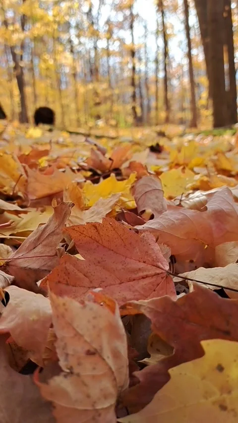 Autumn Leaves Falling off in Forest Stock Footage 289580639