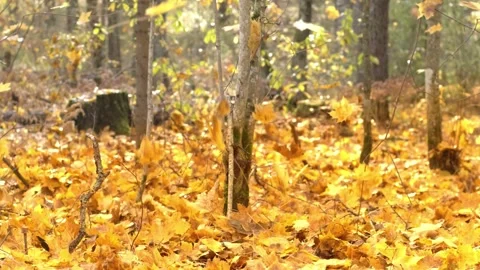 Autumn leaves falling in the forest Stock Footage 303613633