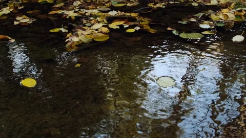 Autumn leaves falling in forest stream. Stock Footage 218648018