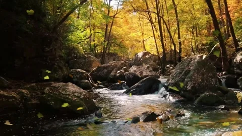 Autumn leaves falling on a forest stream, 4k nature relaxation Video stock 325330044