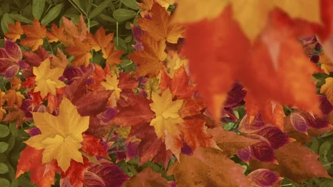 Autumn Leaves Falling Gently on Green Foliage. Stock Footage 319875367
