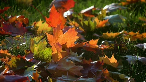 Autumn Leaves Falling On Grass in Slow Motion Stock Footage 162158942