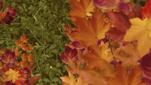 Autumn leaves falling on green grass. Stock Footage 319875366