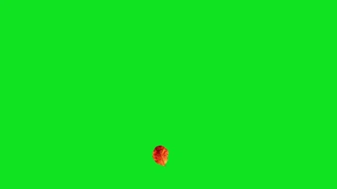 Autumn leaves falling on a green screen background for easy compositing Stock Footage 345471030