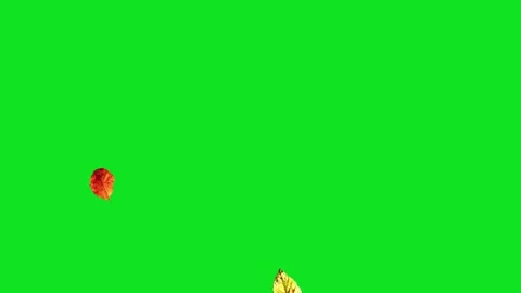 Autumn leaves falling on a green screen background for easy compositing Stock Footage 345471034