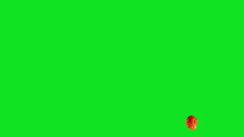 Autumn leaves falling on a green screen background for easy compositing Stock Footage 345471041