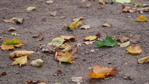 Autumn leaves falling on the ground Video stock 142279449