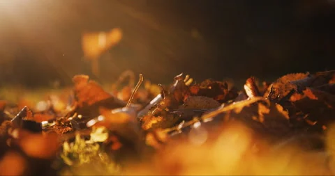 Autumn leaves falling on the ground at sunset Stock Footage 288438573